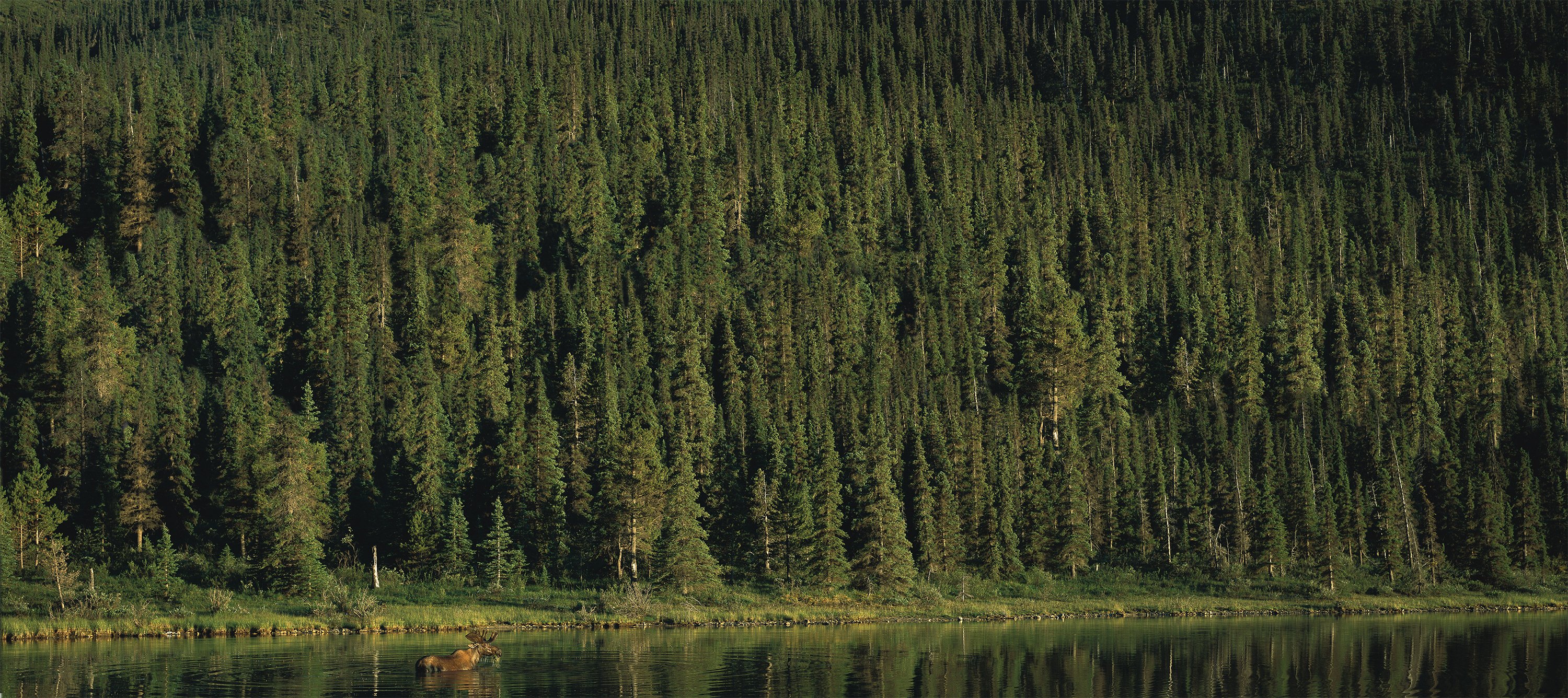 Forest_wMoose -Bonanzawood